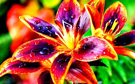 Lilies Nature Colorful Flowers High Contrast Hd Wallpaper 4670