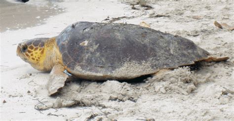 Florida Woman Charged With Felony For Allegedly Riding Sea Turtle Expore A1a