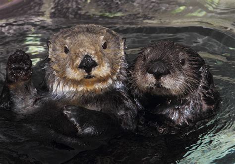 Southern Sea Otters Off California Coast Still Threatened