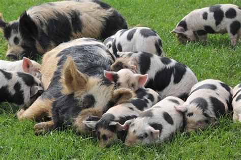 Kunekune Pigs Perfect For Small Farms Ecofarming Daily Pig Farming