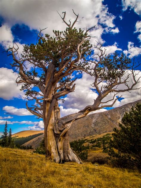 Bristlecone Pines Can Live For Thousands Of Years And Are Among The