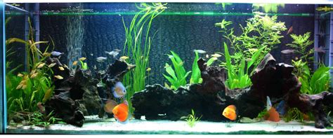 Ikan dalam aquarium lebih dominan ditempati. Persiapan Untuk Memelihara Ikan Discus - Dunia Akuarium