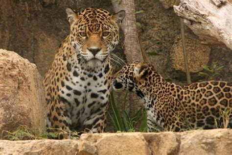 Baby Jaguar And His Mother 25 Pics