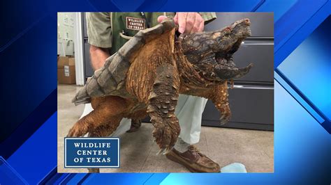 Injured Threatened Alligator Snapping Turtle Saved From Pipe