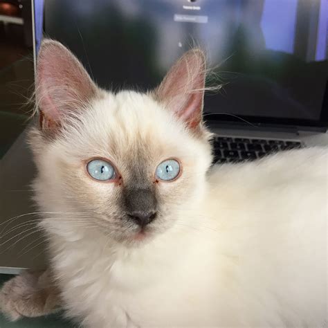 Ragdoll Kitten Blue Color Point Animaux Adorables Animaux