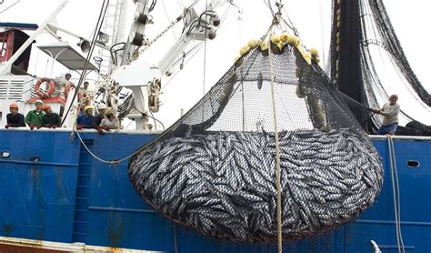 Se Expande En Sudamérica La Pesca Ilegal Tanto En El Océano Atlántico