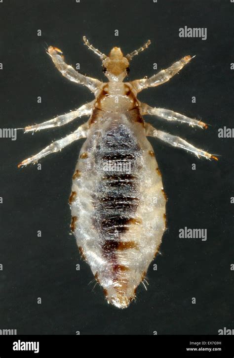 Dorsal View Of A Male Body Louse Pediculus Humanus Var Corporis Stock
