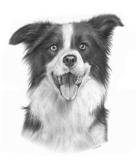 How To Draw A Rough Collie Step By Step Drawing Tutorials For Kids And