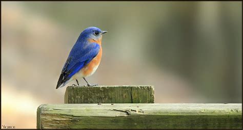 The Bluebird Carries The Sky On His Back Eastern Bluebird Flickr