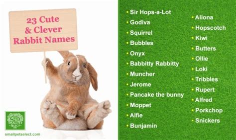 Bunny Names Uk