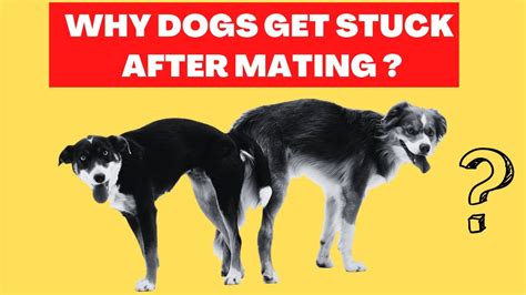Why Dogs Get Stuck After Mating Dogs Mating Explained Youtube