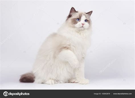 Ragdoll Cat Sitting White Background Stock Photo By ©moredix 183842876