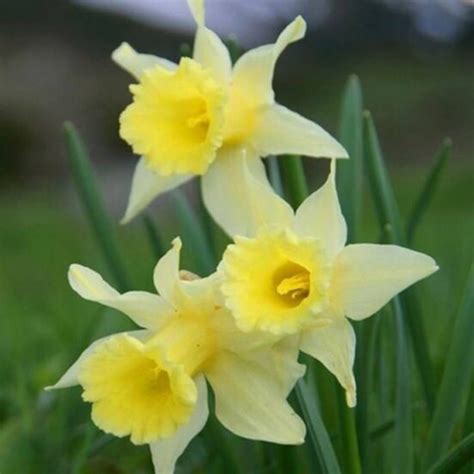 Wild Daffodil Bulbs Pseudonarcissus Lent Lily Lobularis Woodland Bulbs