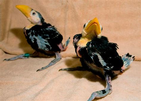 Toco Toucan Babies Exotic Parrot Breeders Parrots For Sale