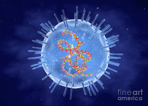 Rubella Virus Photograph By Roger Harrisscience Photo Library Fine