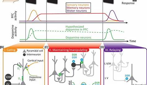 dopamine feedback circuit diagram