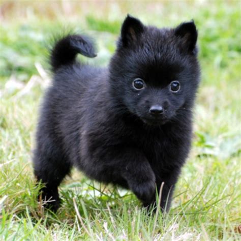 Baby Schipperke Pomeranian Mix Baby Animals Make Things All Better