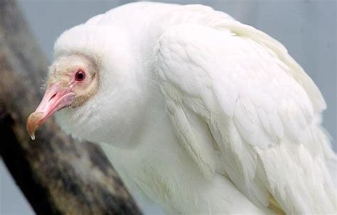 Albino Vulture Amazing Animals Unusual Animals Beautiful Birds