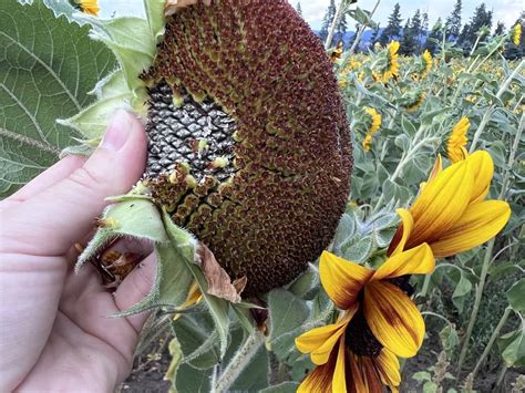 How To Harvest Sunflower Seeds Like A Pro 🌻🥇 Unveil A Tasty Yield