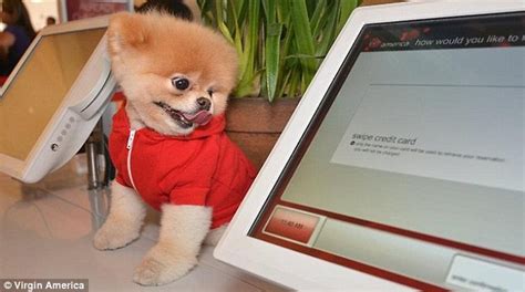 Boo The Worlds Cutest Dog Is The Paw Fect Pet Ambassador For Virgin