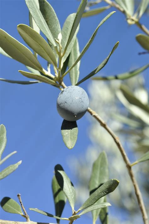 Chemlali Olive Tree Marthas Secrets