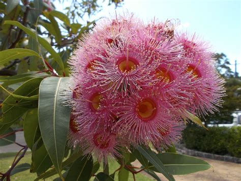 West Australian flowing gum | Australian wildflowers, Australian native plants, Bountiful garden