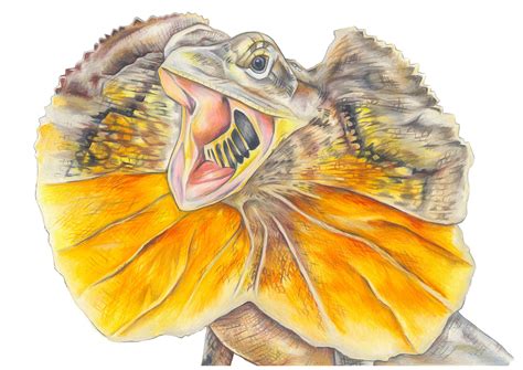 Frilled Neck Lizard Hand Drawn Illustration Printed To A3 Etsy