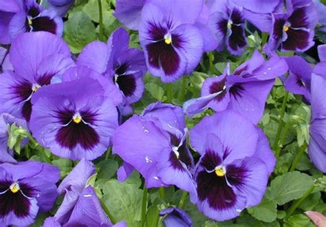 Bulk Pansy Seeds 500 Pansy Delta Blue With Blotch Etsy Flower Seeds