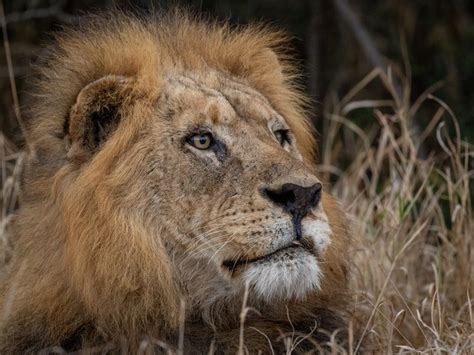 Le Lion Dafrique Iconiques Et Puissants Mais Menacés