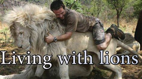 Living With Lions Amazing Life Living With African Lion Youtube