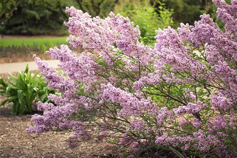 Spring Lilacs In Full Bloom Photograph By Joni Eskridge Fine Art America