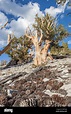 Centenarios de la Gran Cuenca del pino bristlecone (Pinus longaeva) en ...