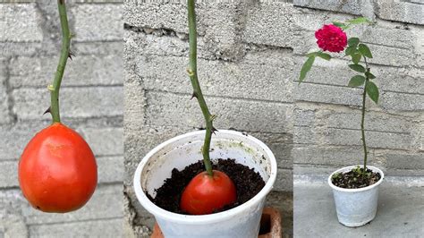 How To Propagate Roses With Tomatoes Youtube