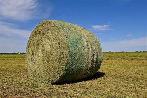 Large Round Bale Of Hay In An Alfalfa Field Stock Image Image Of