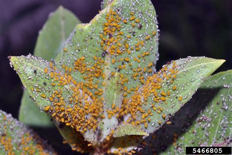 Milkweed Aphids Are Out In Force This Year Should You Try To Manage Them Purdue Landscape Report