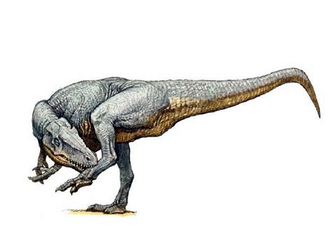 Allosaurus Pictures And Facts The Dinosaur Database