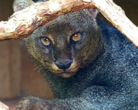 The Jaguarundi Puma Yagouaroundi Syn Herpailurus Yagouaroundi Is A