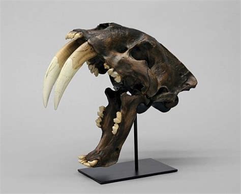 Facts About Saber Tooth Tigers List Fact