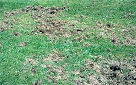 Grub Control How To Get Rid Of Lawn Grubs Hunker