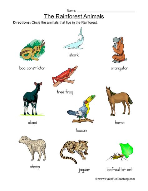 Rainforest Animals Worksheet Have Fun Teaching