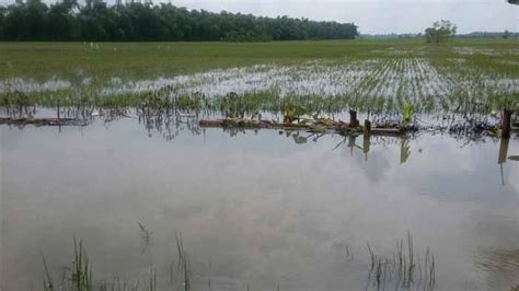 Banjir Terbesar Ribuan Hektare Sawah Di Lampung Selatan Gagal Panen