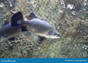 Silver Perch Stock Image Image Of Family Occur Terapontidae 56036297