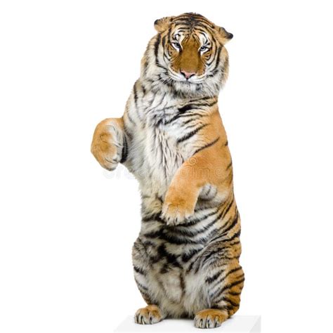 Tiger Standing Up Stock Image Image Of Whisker Animals 2238223