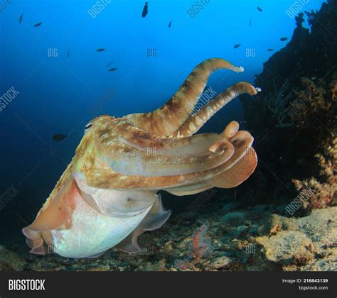 Pharaoh Cuttlefish On Image And Photo Free Trial Bigstock
