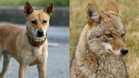 Coyote Dog Mix Pictures Keepingdog