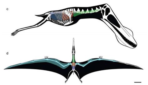 Pterosaurs A Celebration Of The Diversity Of Life