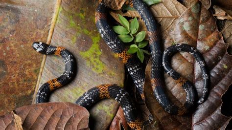 3840x2160 Snake Reptile Elegant Coral Snake Wallpaper 