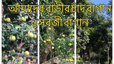 Shokher Baganbangladeshi Roof Top Garden Vegetable Gardening 5