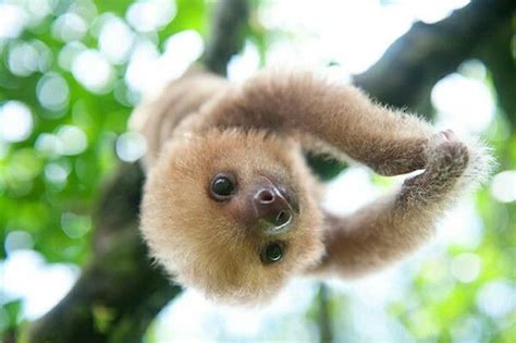 Pin By Thomas Dargan On Baby Sloth Cute Baby Sloths Animals Cute