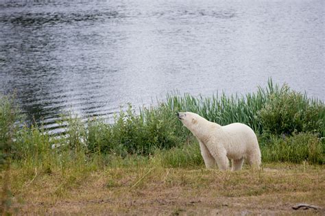 Cochrane Polar Bear Habitat And Heritage Village Attractions Ontario